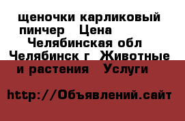 щеночки карликовый пинчер › Цена ­ 3 000 - Челябинская обл., Челябинск г. Животные и растения » Услуги   